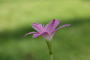 single rain Lilly flower 