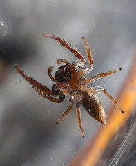 upside down spider showing its fangs