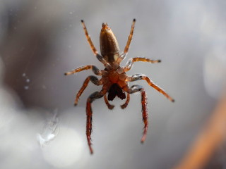 upside down spider showing its fangs