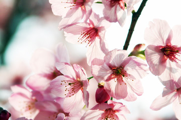 Naklejka premium 光に透ける桜の花(ソメイヨシノ)のクローズアップ写真素材