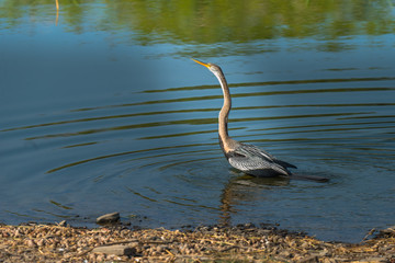 Darter or Snakebird