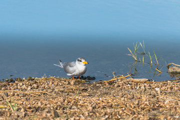 River Tern