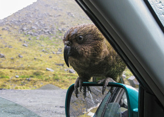 Kea (Nestor notabilis) sitting on car side driving mirror, Arthur’s Pass National Park, New...