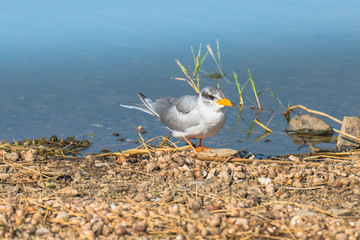 River Tern
