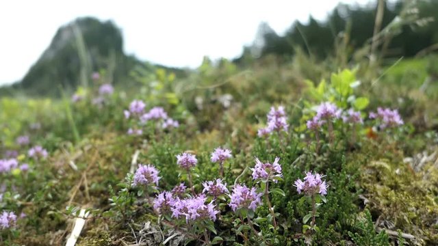 wild thyme herb growing in Zillertal Valley Austrian alps.