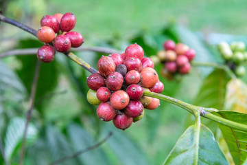 Closeup of coffee fruit in coffee farm and plantations