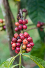 Closeup of coffee fruit in coffee farm and plantations