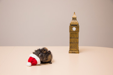 Big Ben tower and cute and funny guinea pig in christmas hat