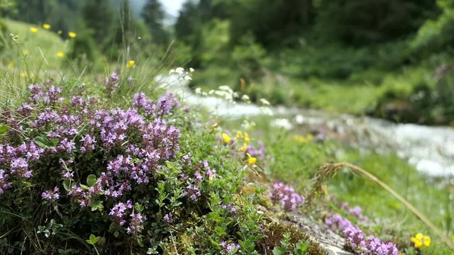 wild thyme herb growing in Zillertal Valley Austrian alps.