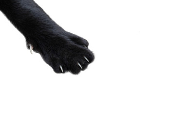 Close up black cat feet isolated on white background