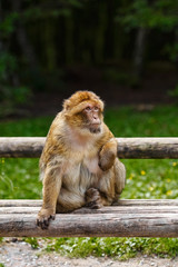 Barbary Macaque (Macaca Sylvanus)