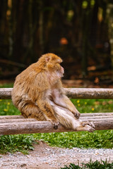 Barbary Macaque (Macaca Sylvanus)