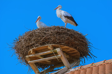 Storks in the nest