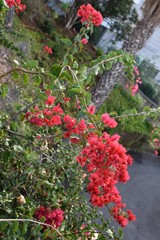 Fototapeta na wymiar red berries in the garden