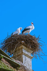 Storks in a nest