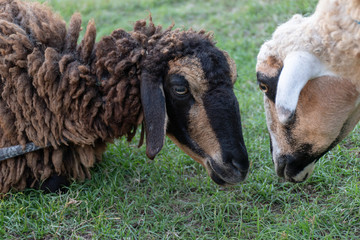 Naklejka premium Closeup Portrait White sheep and brown sheep