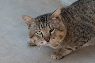 Close up Portrait Brown tiger cat