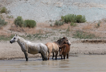 Wild horses at a Waterhole in the Sand Wash Basin Colorado in Summer