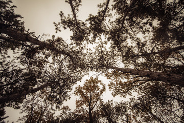 The tops of pines in a dark autumn forest.
