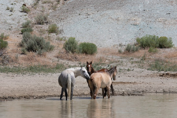 Wild horses at a Waterhole in the Sand Wash Basin Colorado in Summer