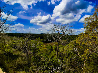 tree and blue sky