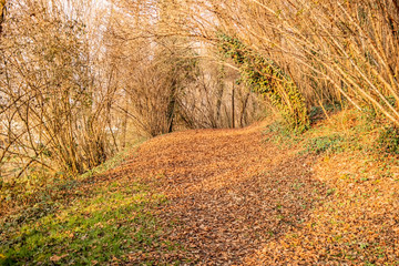 Trail on the hills near the village of Asolo, Treviso - Italy