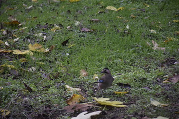 bird in the grass