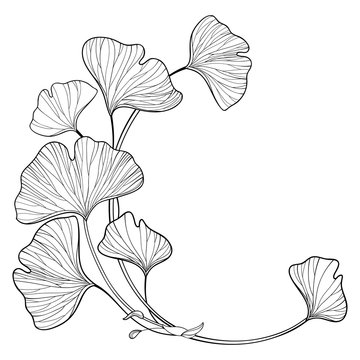 Corner branch with outline Gingko or Ginkgo biloba ornate leaf in black isolated on white background. 