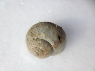 shell on a snow