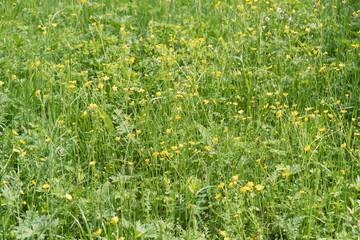 A glade of flowering yellow buttercups (lat. Ranunculus) on a summer day.