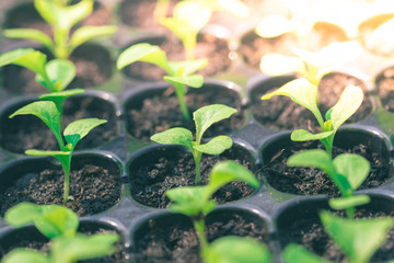Seedlings are in the nursery tray