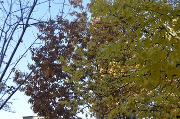 紅葉 街並み 写真