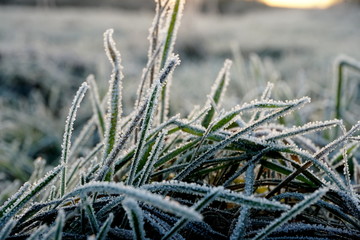 Frost on the grass. Ice crystals on meadow grass close up. Nature background.Grass with morning...