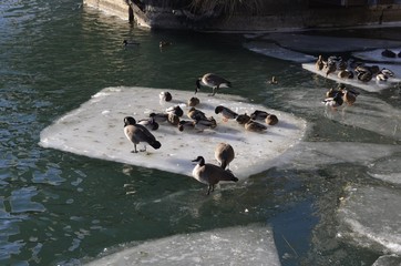 カモ　冬　写真