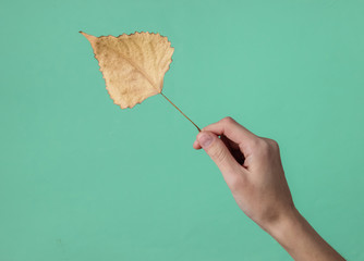 Female hand holds a dry autumn leaf of poplar on a mint green studio background