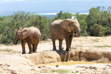 Two African Elephants (Loxodonta africana) drinking at a waterhole, Addo National Park, Eastern...