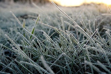 Frost on the grass. Ice crystals on meadow grass close up. Nature background.Grass with morning frost and yellow sunlight in the meadow, Frozen grass on meadow at sunrise light. Winter frosty backgrou