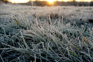 Frost on the grass. Ice crystals on meadow grass close up. Nature background.Grass with morning frost and yellow sunlight in the meadow, Frozen grass on meadow at sunrise light. Winter frosty backgrou