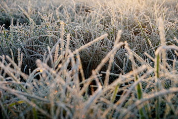 Frost on the grass. Ice crystals on meadow grass close up. Nature background.Grass with morning frost and yellow sunlight in the meadow, Frozen grass on meadow at sunrise light. Winter frosty backgrou