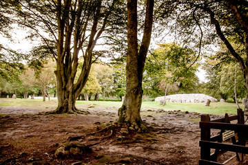Park und Steinkreis Clava Cairn nahe Inverness