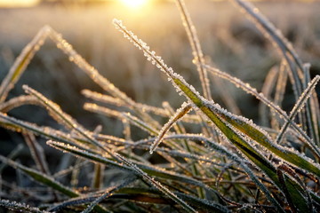 Frost on the grass. Ice crystals on meadow grass close up. Nature background.Grass with morning frost and yellow sunlight in the meadow, Frozen grass on meadow at sunrise light. Winter frosty backgrou