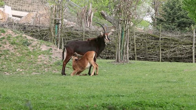 Baby of a sable antelope  suckling milk