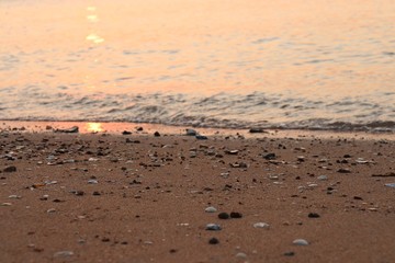 Shells on the beach at sunset