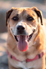 Portrait of a labrador dog 