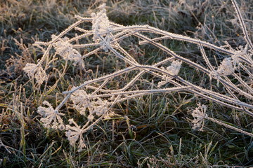 Frost on the grass. Ice crystals on meadow grass close up. Nature background.Grass with morning frost and yellow sunlight in the meadow, Frozen grass on meadow at sunrise light. Winter background