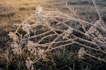 Frost on the grass. Ice crystals on meadow grass close up. Nature background.Grass with morning frost and yellow sunlight in the meadow, Frozen grass on meadow at sunrise light. Winter background