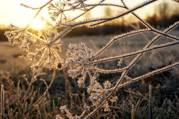 Frost on the grass. Ice crystals on meadow grass close up. Nature background.Grass with morning frost and yellow sunlight in the meadow, Frozen grass on meadow at sunrise light. Winter background