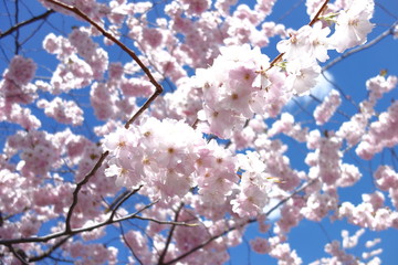 スウェーデンの桜
