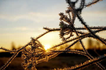 Frost on the grass. Ice crystals on meadow grass close up. Nature background.Grass with morning frost and yellow sunlight in the meadow, Frozen grass on meadow at sunrise light. Winter background