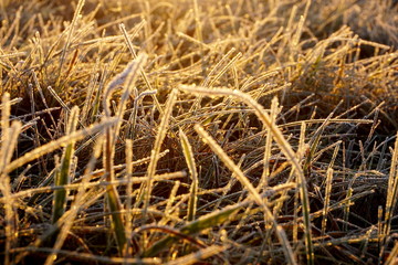 Frost on the grass. Ice crystals on meadow grass close up. Nature background.Grass with morning frost and yellow sunlight in the meadow, Frozen grass on meadow at sunrise light. Winter background